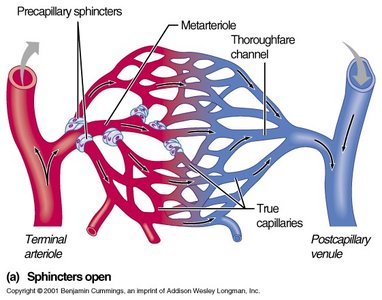 Capillary bed with sphincters open