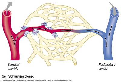 Capillary bed with sphincters closed