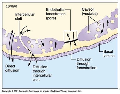Capillary wall showing routes of transport