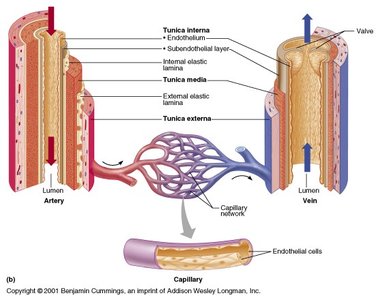 Comparative anatomy of artery, vein, and capillary