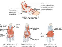Muscles of the foot, including superficial, intermediate, and deep layers