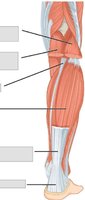 Superficial pelvic and thigh muscles of right leg (anterior view), deep pelvic and thigh muscles of right leg (anterior view), and pelvic and thigh muscles of right leg (posterior view)