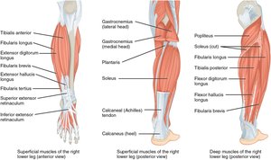 Superficial and deep muscles of the right lower leg (anterior and posterior views)