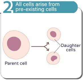 Parent cell dividing into daughter cells