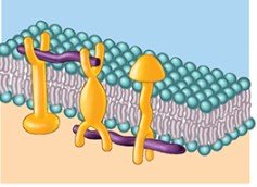 Linker proteins anchoring filaments