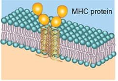 MHC protein as cell identity marker