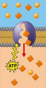 Simple diffusion across membrane