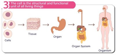 Cells form tissues, organs, organ systems, and organisms