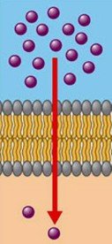 Steeper concentration gradient increases diffusion rate