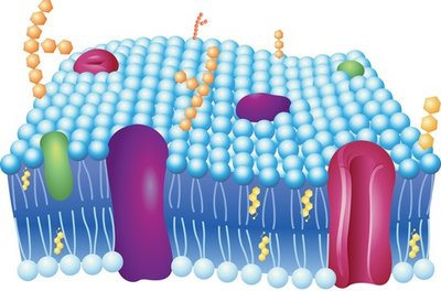Fluid mosaic model of plasma membrane
