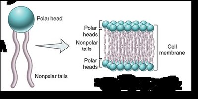 Phospholipid structure and bilayer