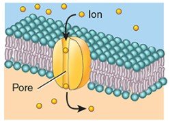 Ion channel in membrane