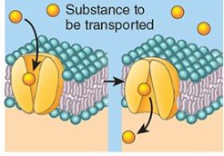Carrier protein transporting substance