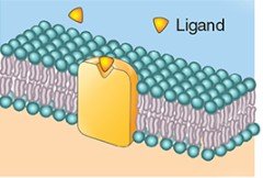 Receptor protein binding ligand