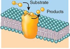 Enzyme catalyzing reaction in membrane