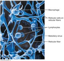 Lymphoid tissue with macrophages, lymphocytes, and reticular fibers