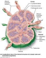 Pathway of lymph through a lymph node