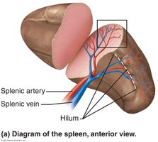 Diagram of the spleen, anterior view