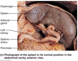 Diagram of spleen histology showing white and red pulp