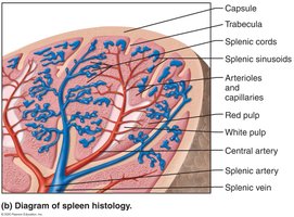Photomicrograph of spleen tissue showing white and red pulp
