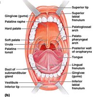 Oral cavity showing location of tonsils