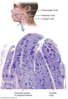 Histology of tonsil showing crypts and germinal centers