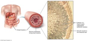 Peyer's patches in the small intestine