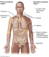 Appendix location and structure