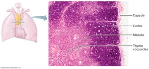 Thymus gland in the thorax