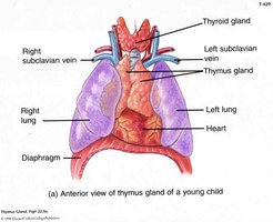 Anterior view of thymus gland in a child