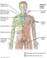 Lymphatic drainage regions of the body