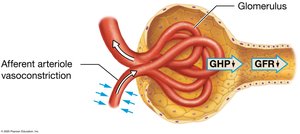 Afferent arteriole vasoconstriction decreases GFR