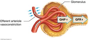 Efferent arteriole vasoconstriction increases GFR