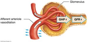 Afferent arteriole vasodilation increases GFR
