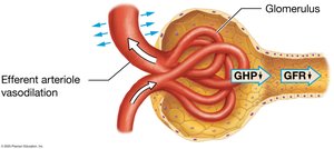 Efferent arteriole vasodilation decreases GFR