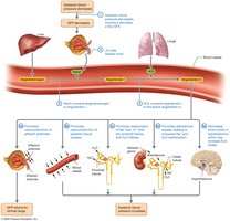 The renin-angiotensin-aldosterone system