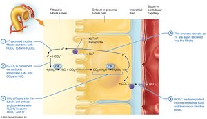 Bicarbonate ion reabsorption in the proximal tubule