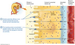 Obligatory water reabsorption in the proximal tubule