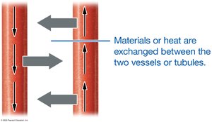 Countercurrent mechanism concept