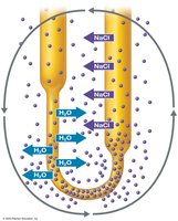 Countercurrent multiplier mini lecture