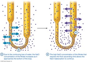 Countercurrent multiplier in the nephron loop (continued)