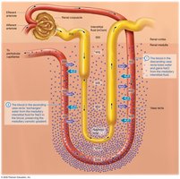 Maintenance of the medullary osmotic gradient by the vasa recta and the countercurrent exchanger