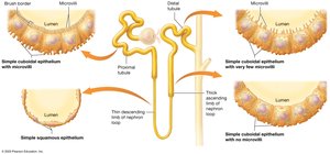 Structural characteristics of the renal tubule