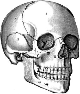 Labeled diagram of the human skull