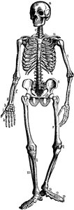 Labeled diagram of the human skeleton
