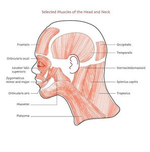 Labeled diagram of the muscles of the head and neck