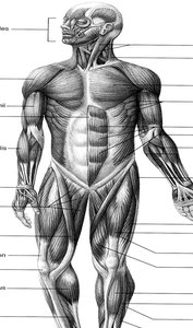 Labeled diagram of the muscles of the human body
