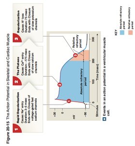 Action potential phases in cardiac muscle