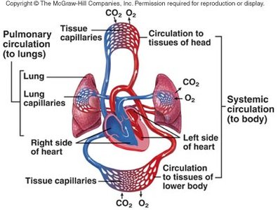 Pulmonary and systemic circulation diagram