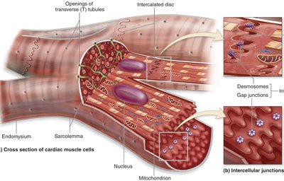Structure of cardiac muscle cells and intercellular junctions